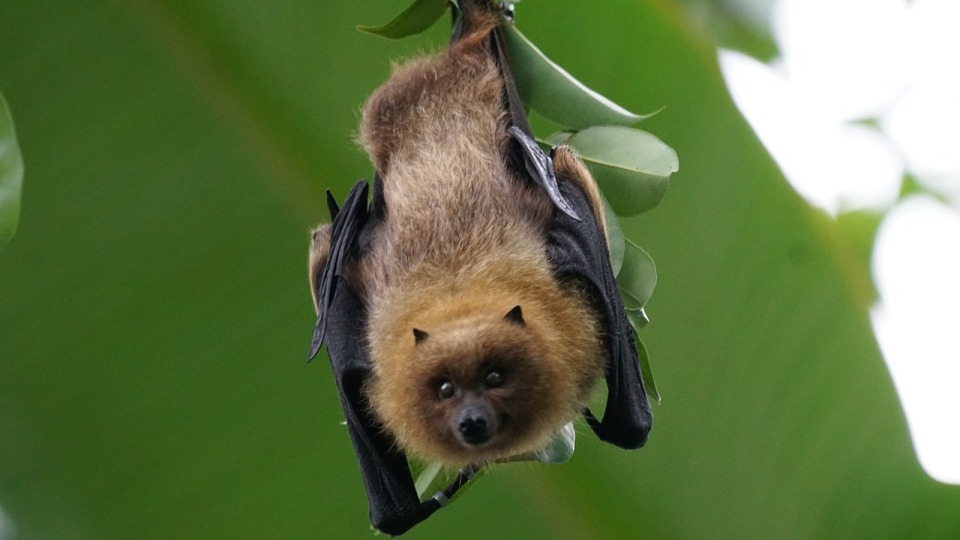 ¿Cuál es el único mamífero capaz de volar? ¿Cuál es el único mamífero capaz de volar?